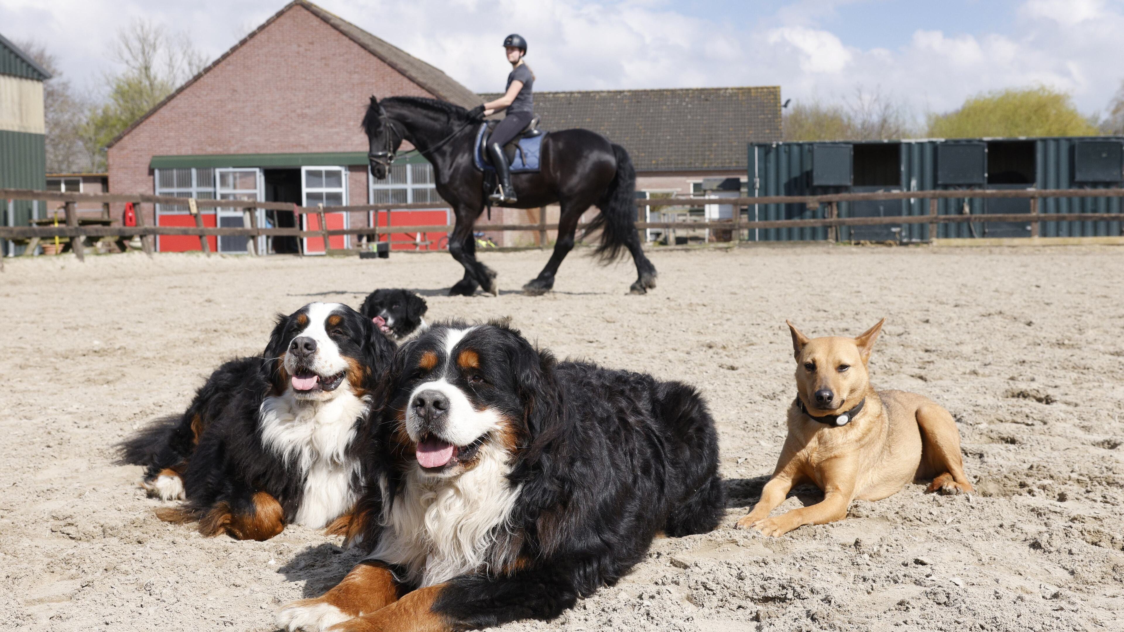 Na incident in Lage Vuursche: ’Een aanval door een hond op een paard is te voorkomen’